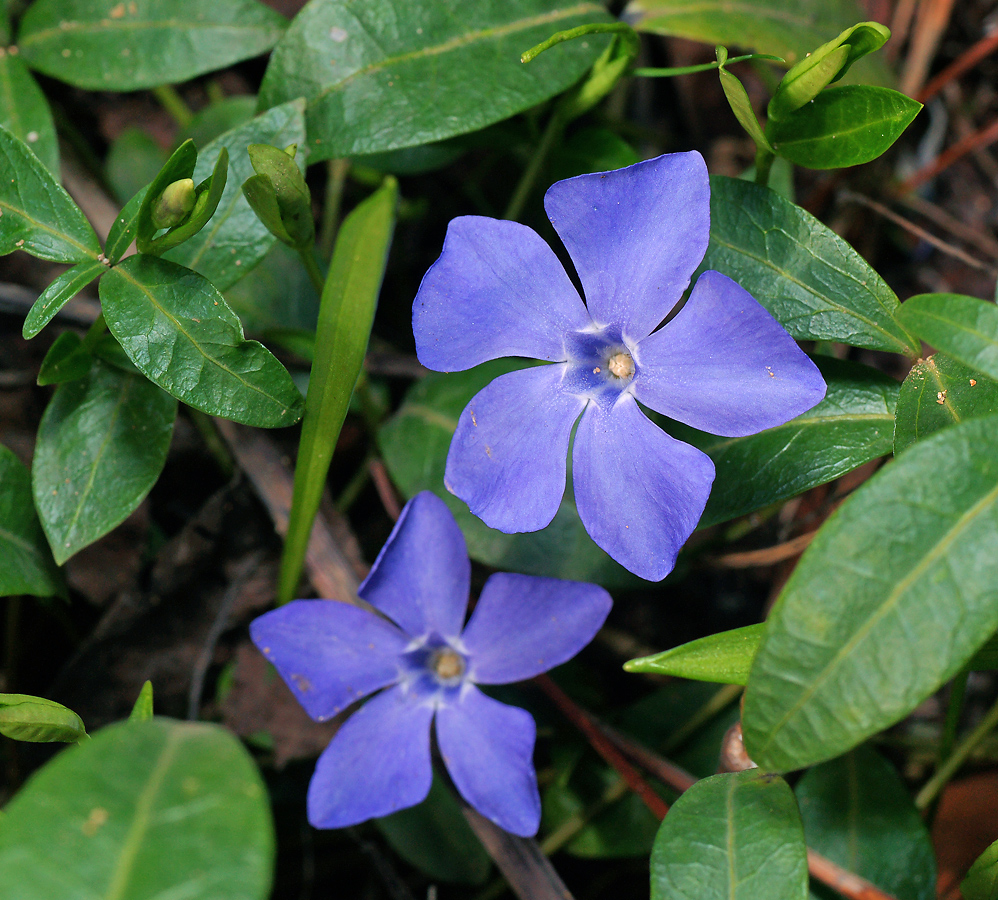 Изображение особи Vinca minor.