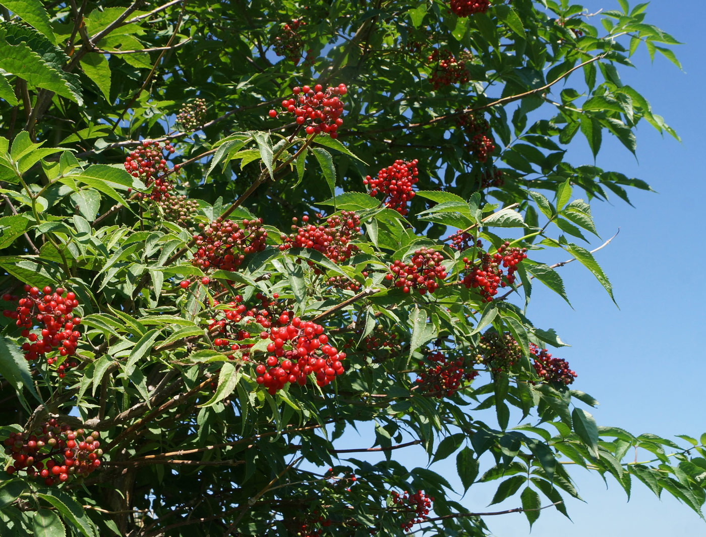 Image of Sambucus sibirica specimen.