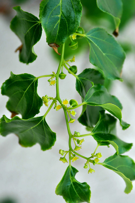 Image of Colubrina asiatica specimen.