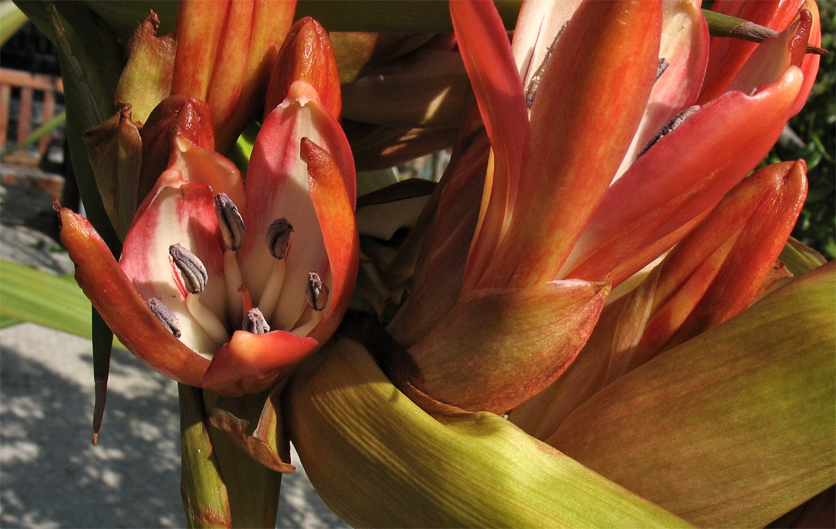 Image of Doryanthes palmeri specimen.