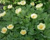 Paeonia mlokosewitschii