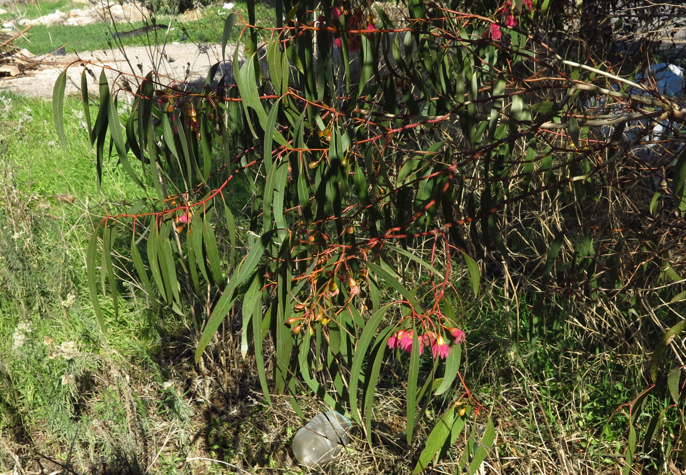 Image of Eucalyptus leucoxylon specimen.