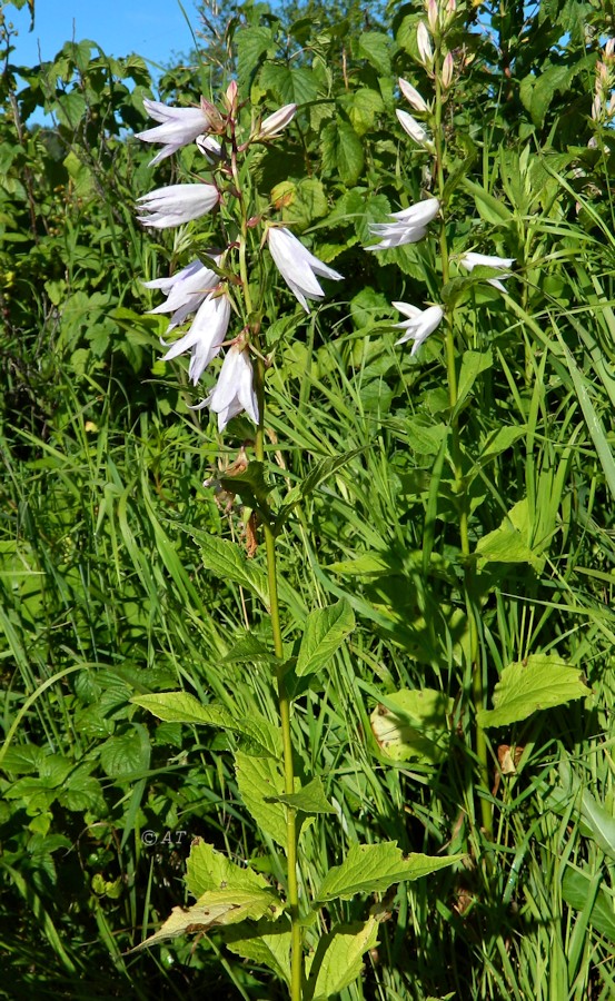 Image of Campanula latifolia specimen.