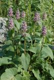 Phlomoides alpina