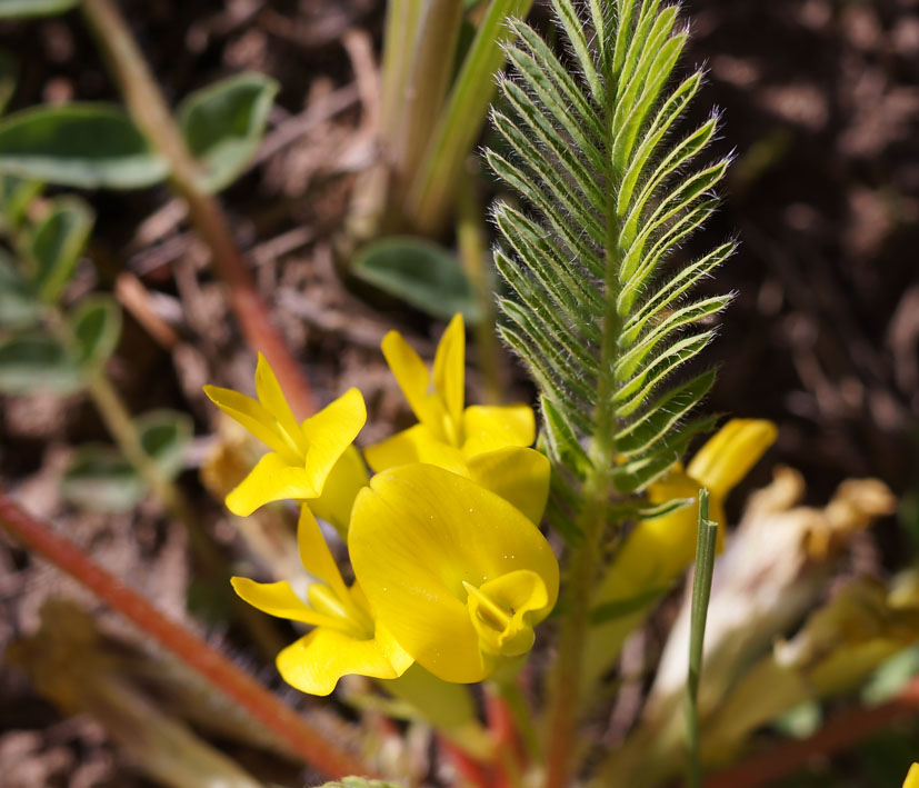 Изображение особи род Astragalus.