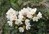 Rhododendron caucasicum