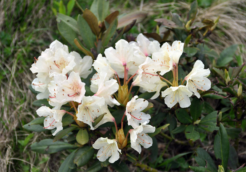 Изображение особи Rhododendron caucasicum.