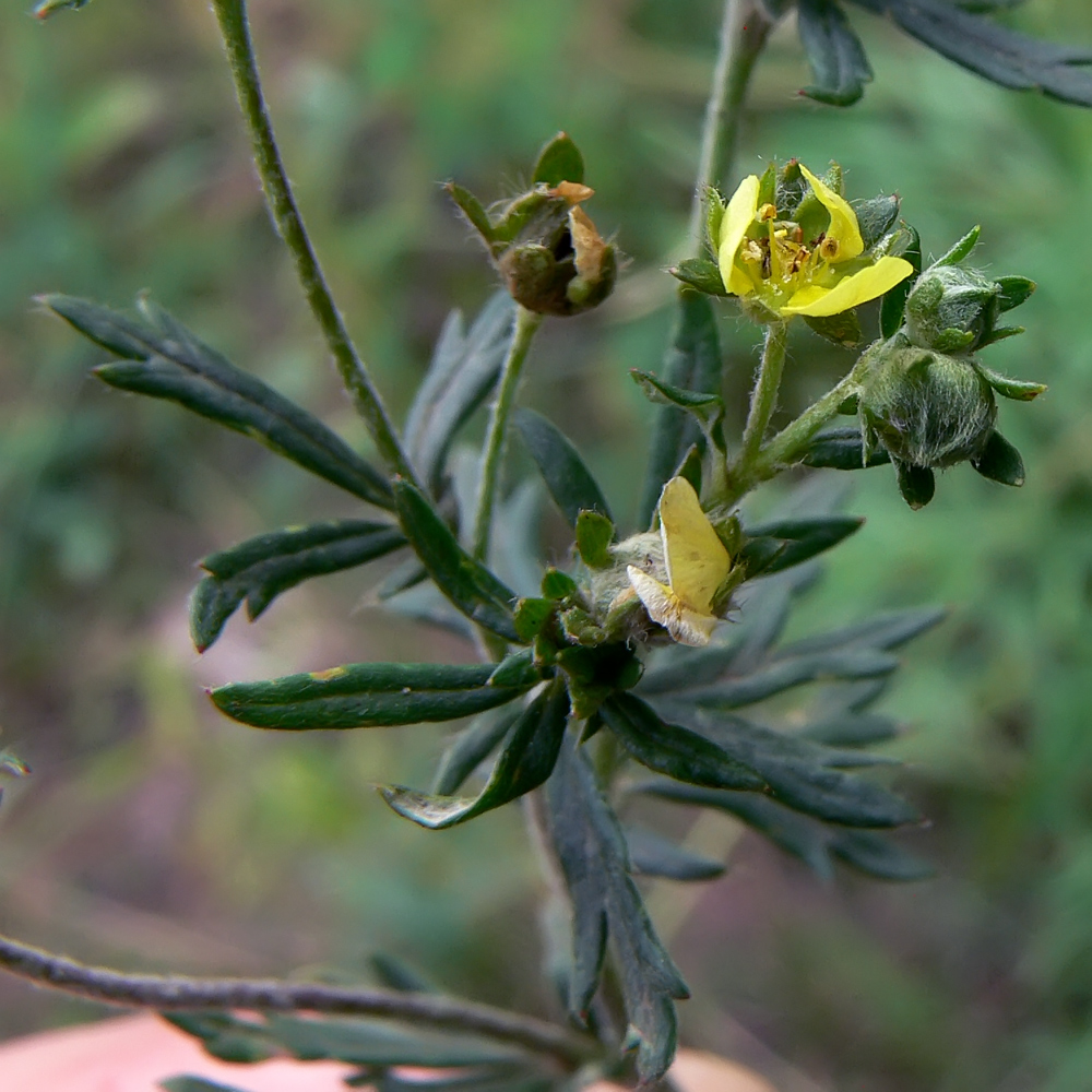 Изображение особи Potentilla argentea.