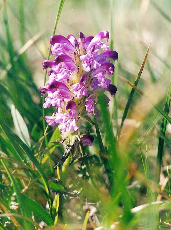 Изображение особи Pedicularis nasuta.