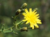 Hieracium virosum. Верхушка побега с соцветием. Кыргызстан, Нарынская обл., правый берег р. Нарын, I надпойменная терраса ниже с. Ак-Булун. 05.07.2015.