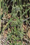 Epilobium hirsutum. Верхушка растения. Крым, с. Андреевка, морской пляж, глина. 07.06.2015.