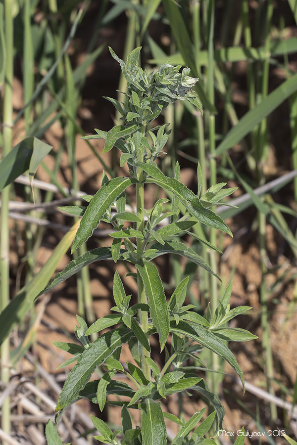 Изображение особи Epilobium hirsutum.