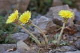 Taraxacum turcomanicum. Цветущие растения. Южный Казахстан, горы Алатау (Даубаба), Восточное ущелье. 11.08.2014.