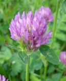 Trifolium pratense. Верхушка цветущего растения. Республика Мордовия, Ичалковский р-н, окр. с. Дубровское, залежь. 31 мая 2013 г.