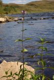 Stachys palustris