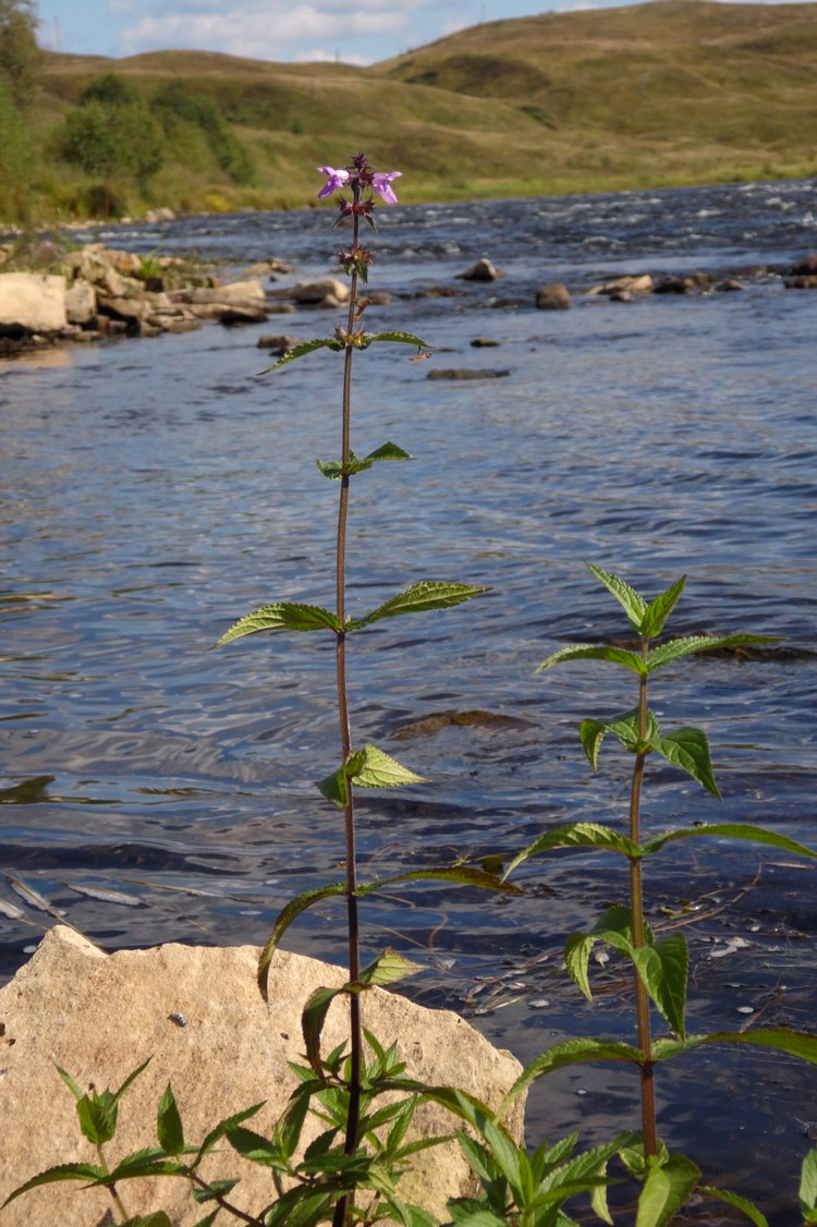 Image of Stachys palustris specimen.