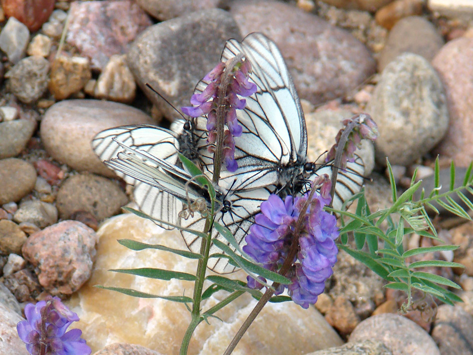 Image of Vicia amoena specimen.