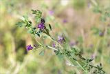 Medicago sativa. Верхушка цветущего растения. Ленинградская обл., Ломоносовский р-н, окр. дер. Низино, обочина щебёночной дороги. 12.09.2015.