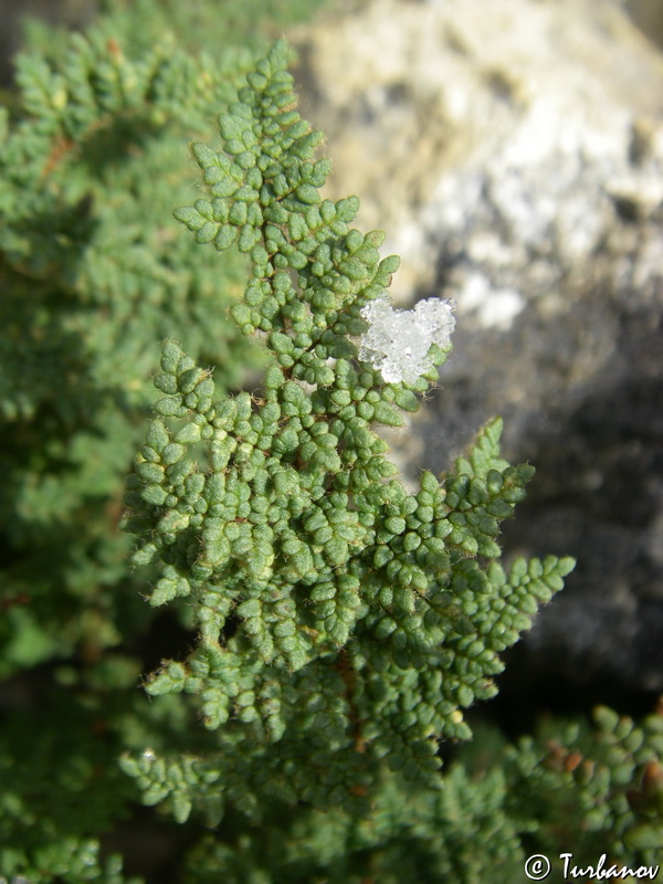 Image of Oeosporangium persicum specimen.