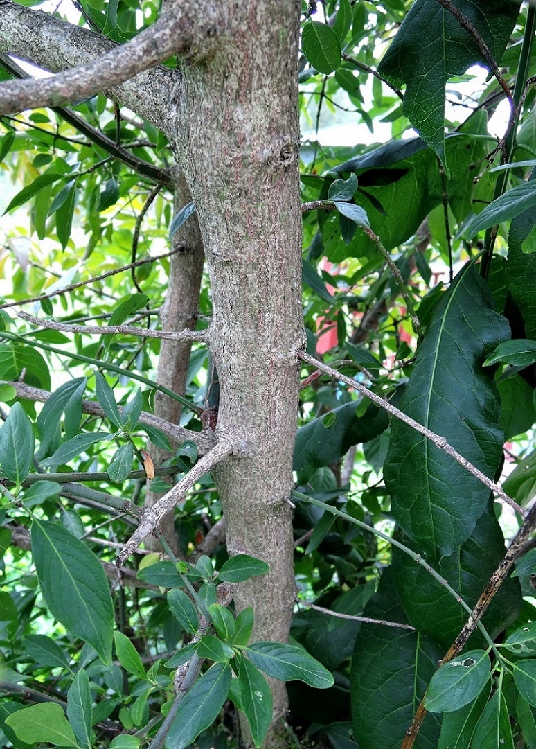 Изображение особи Euonymus europaeus.