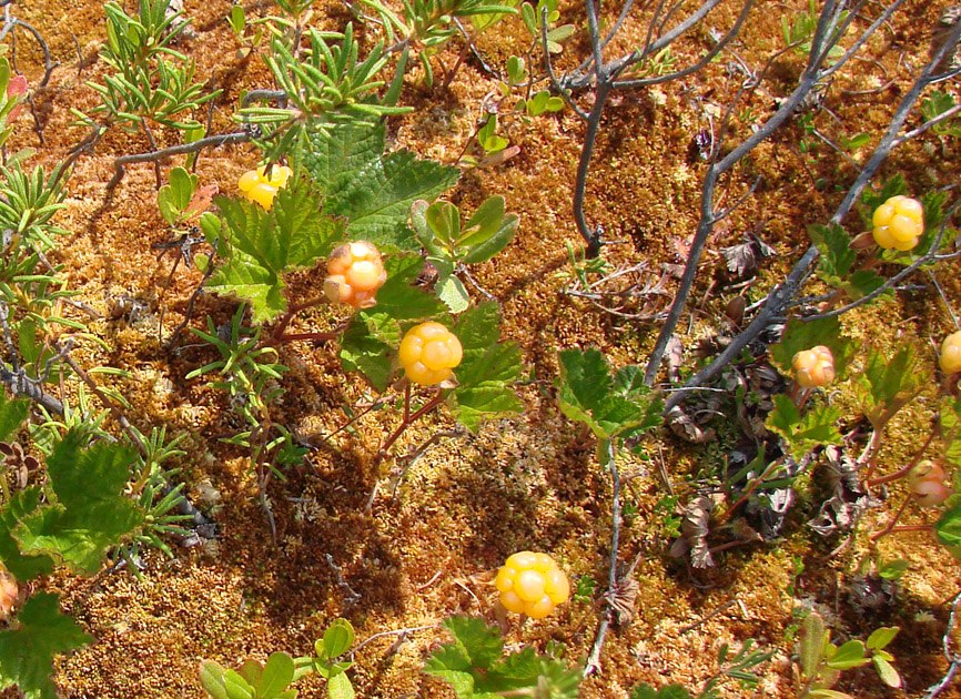 Image of Rubus chamaemorus specimen.