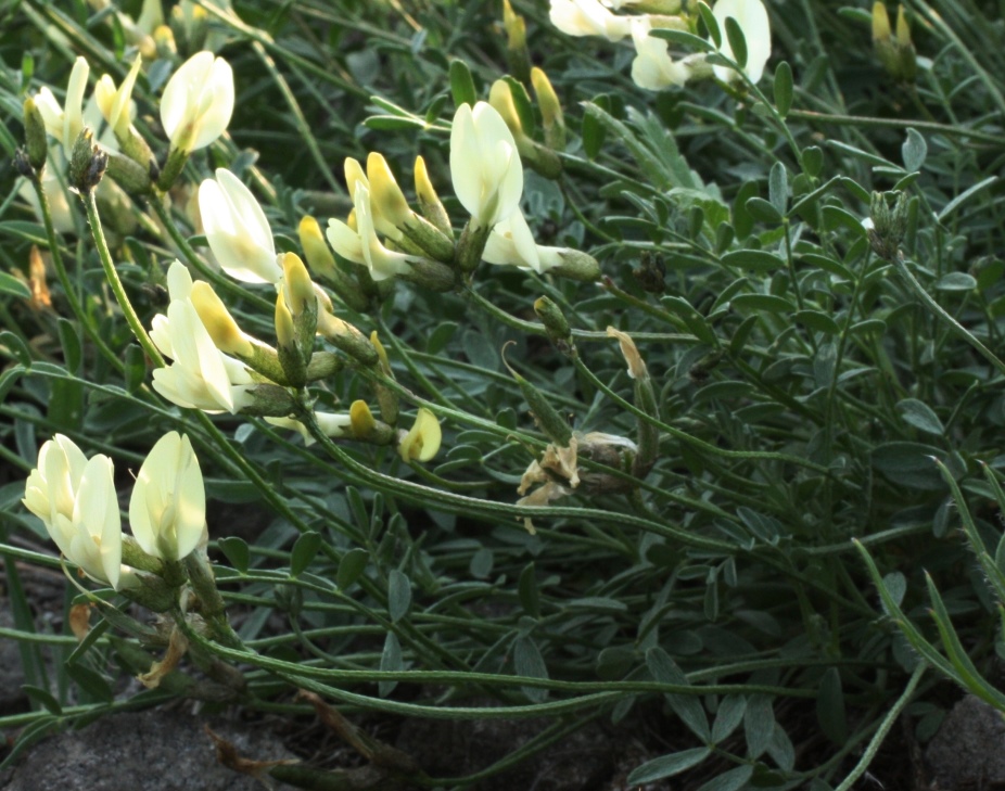 Image of Astragalus neokarelinianus specimen.