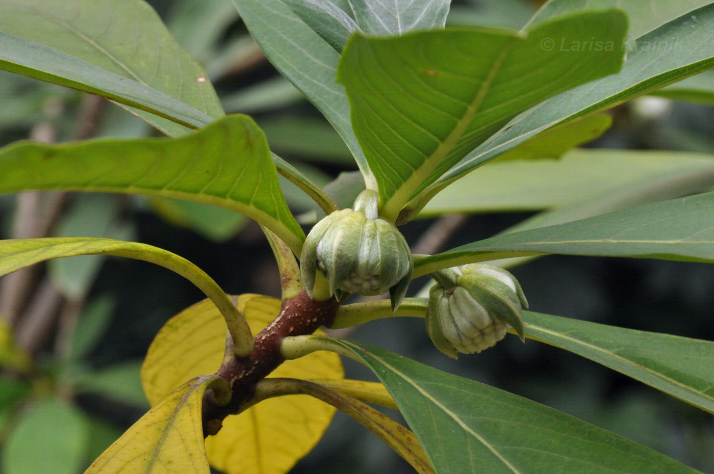 Image of Edgeworthia chrysantha specimen.