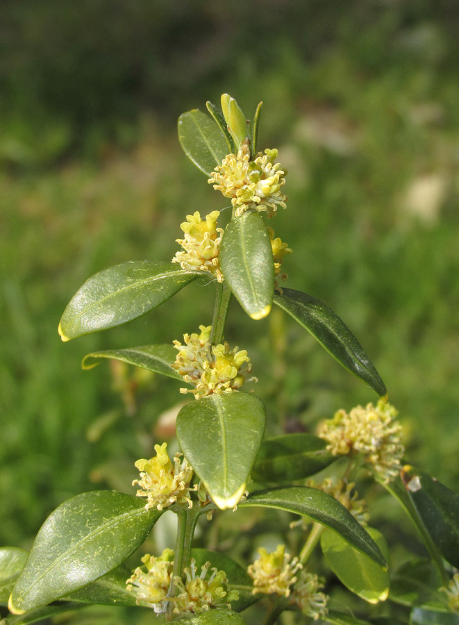 Изображение особи Buxus sempervirens.