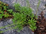 Artemisia japonica