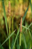 Typha intermedia