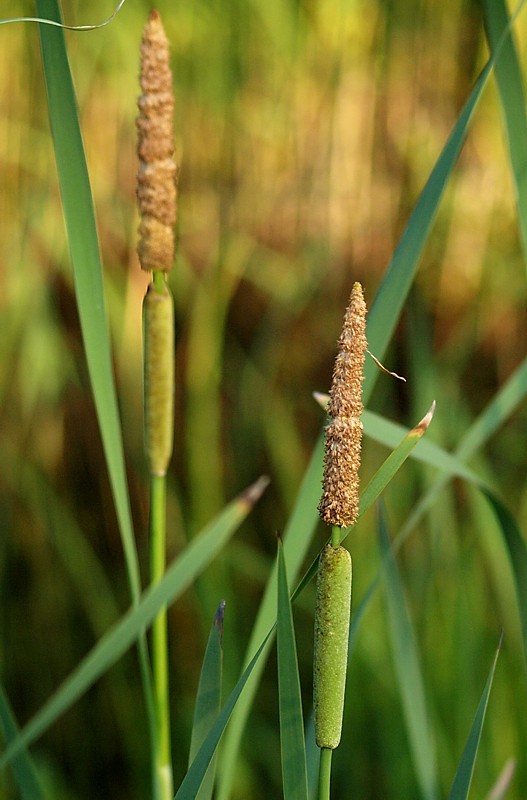 Изображение особи Typha intermedia.