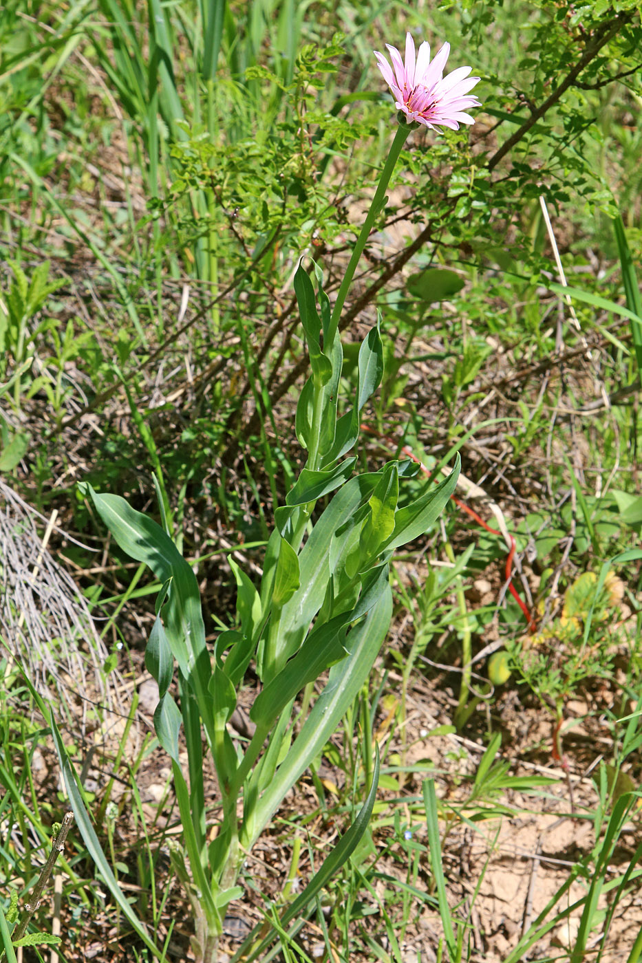 Image of Tragopogon malikus specimen.