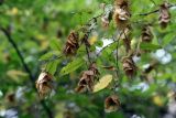 Carpinus orientalis. Ветвь с листьями и плодами-орешками в овальных обертках. Узбекистан, г. Ташкент, Ботанический сад им. Ф.Н. Русанова, 12.10.2008.