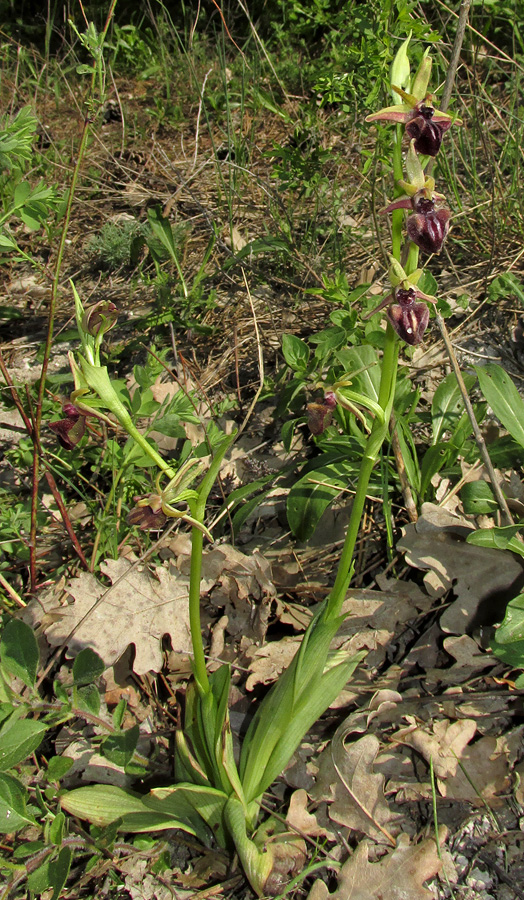 Image of Ophrys mammosa specimen.