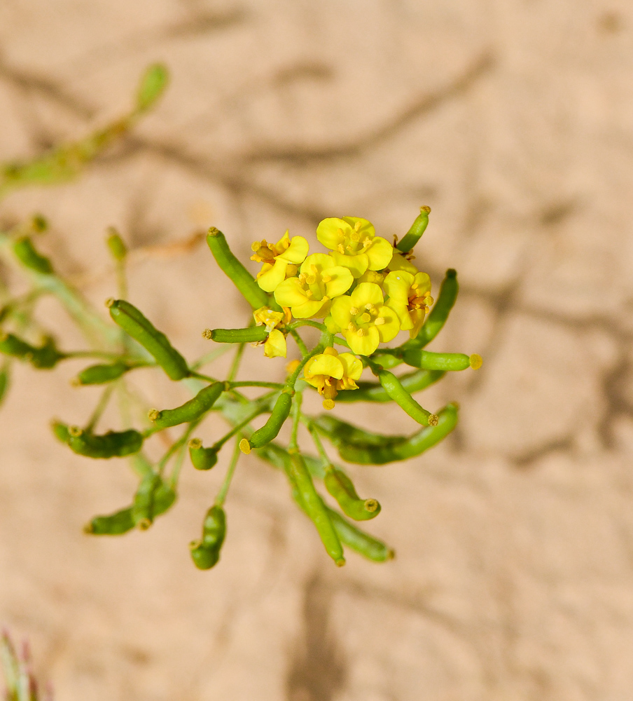 Изображение особи Nasturtiopsis coronopifolia.