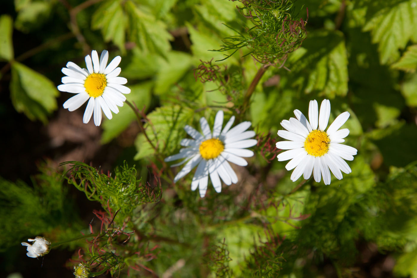 Изображение особи Tripleurospermum inodorum.