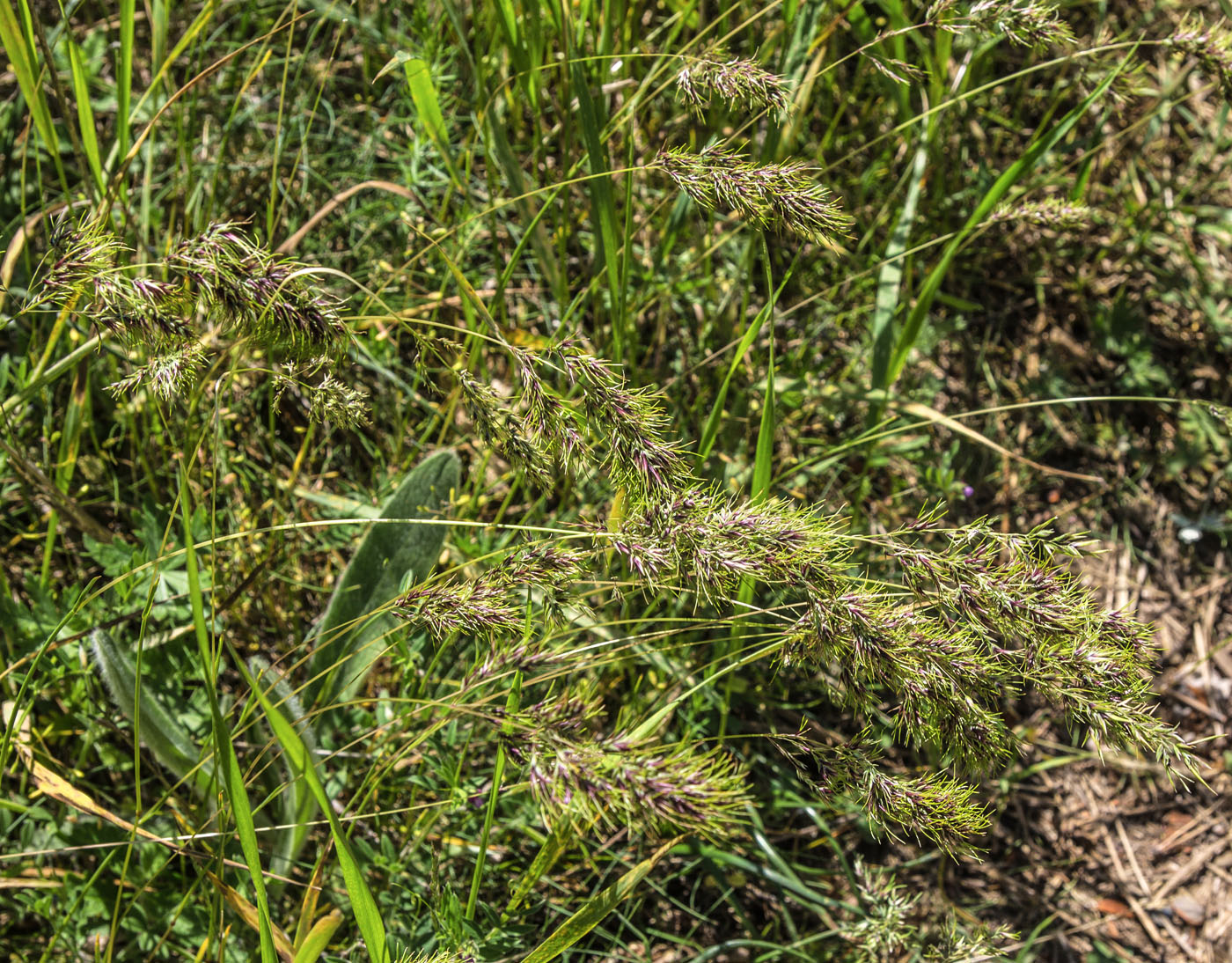 Image of Poa bulbosa ssp. vivipara specimen.