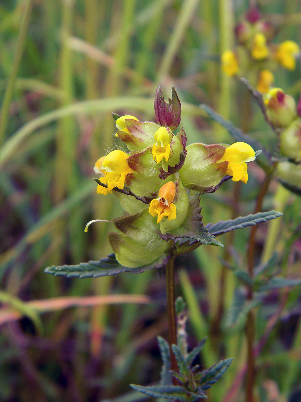 Изображение особи Rhinanthus minor.