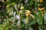 Lonicera japonica. Часть ветви с соцветиями. Греция, о. Крит, Ретимно (Ρέθυμνο), городское озеленение. 07.05.2014.