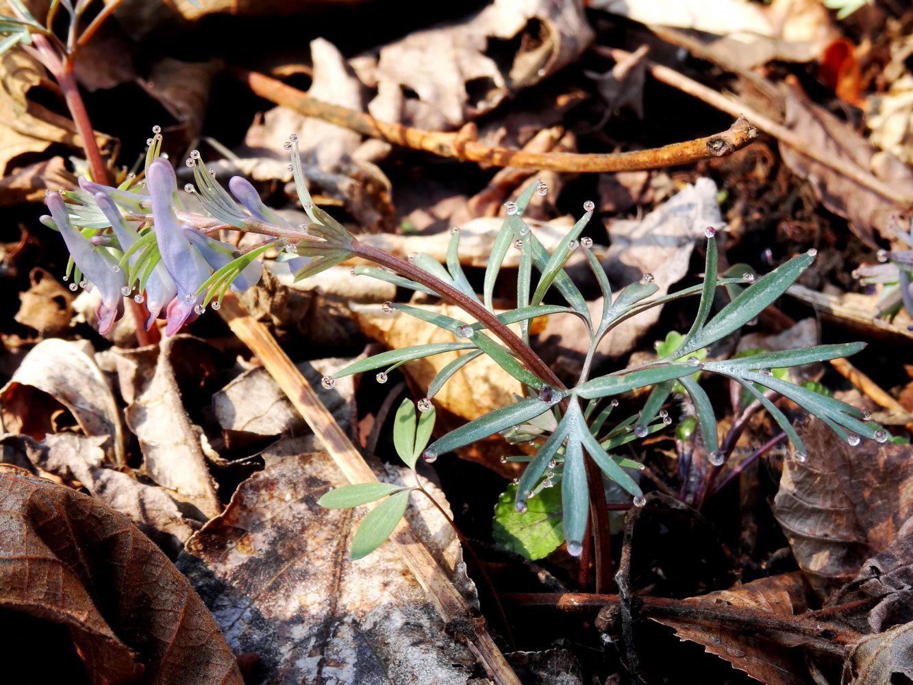 Изображение особи Corydalis turtschaninovii.