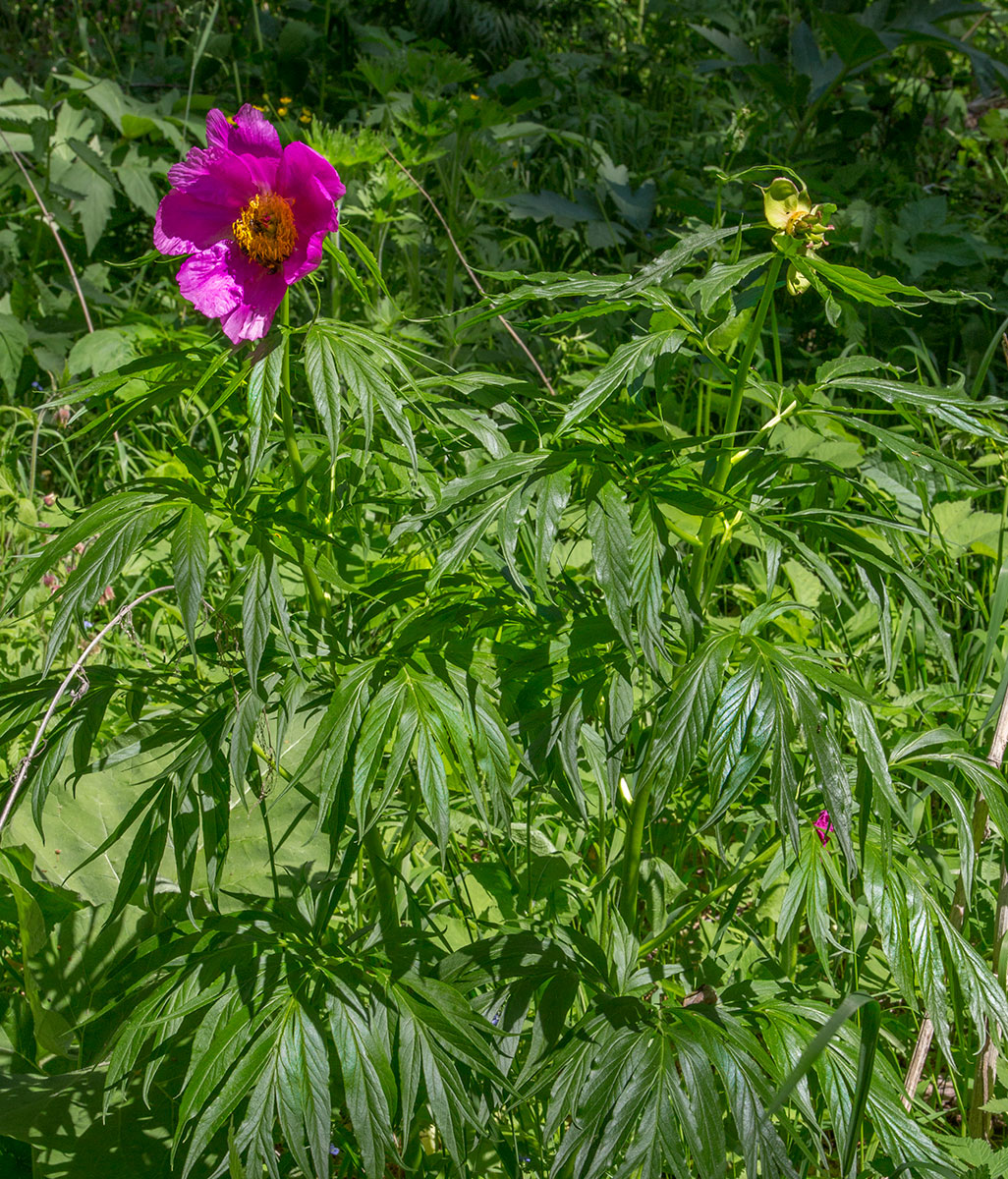 Image of Paeonia anomala specimen.