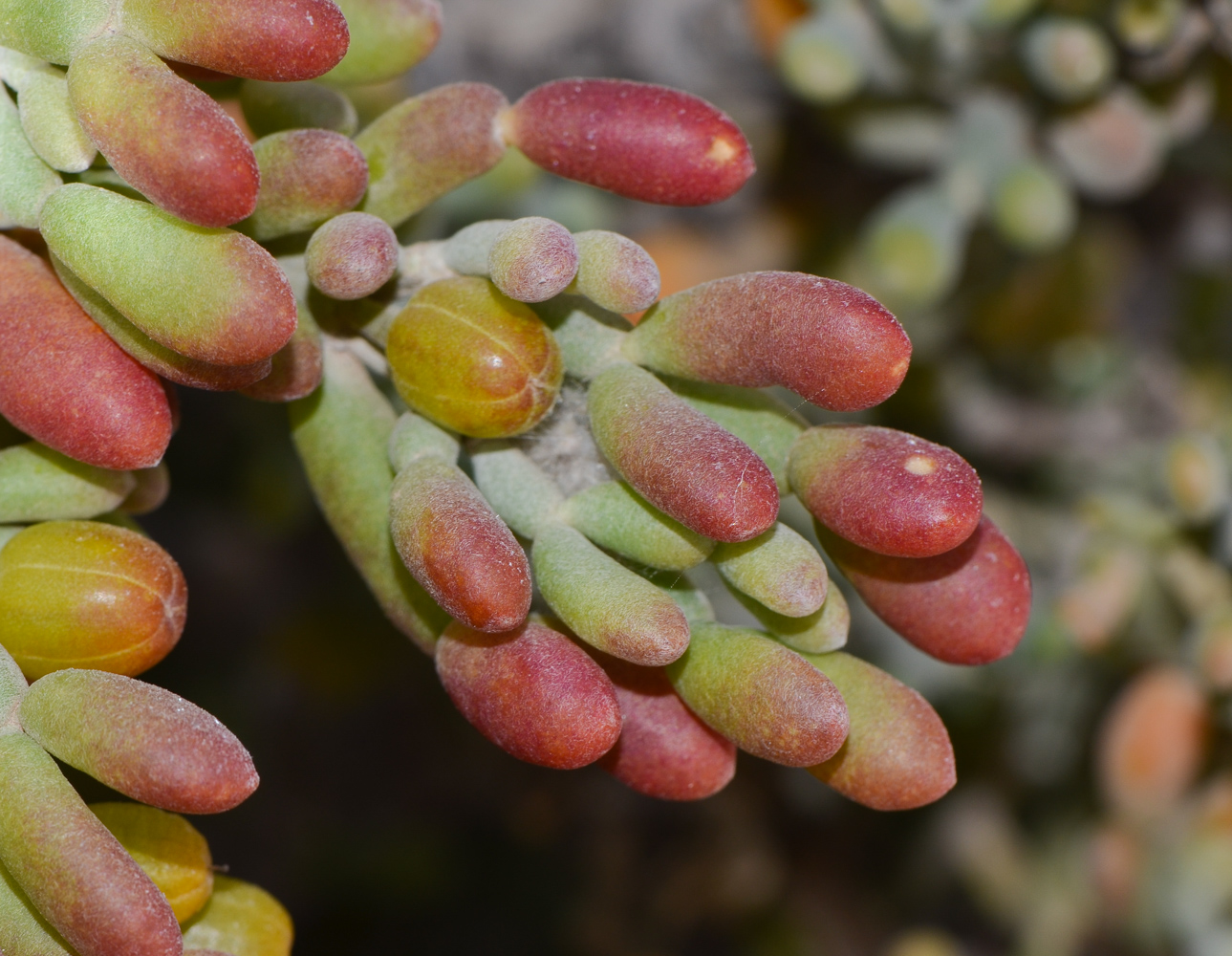 Image of Tetraena fontanesii specimen.