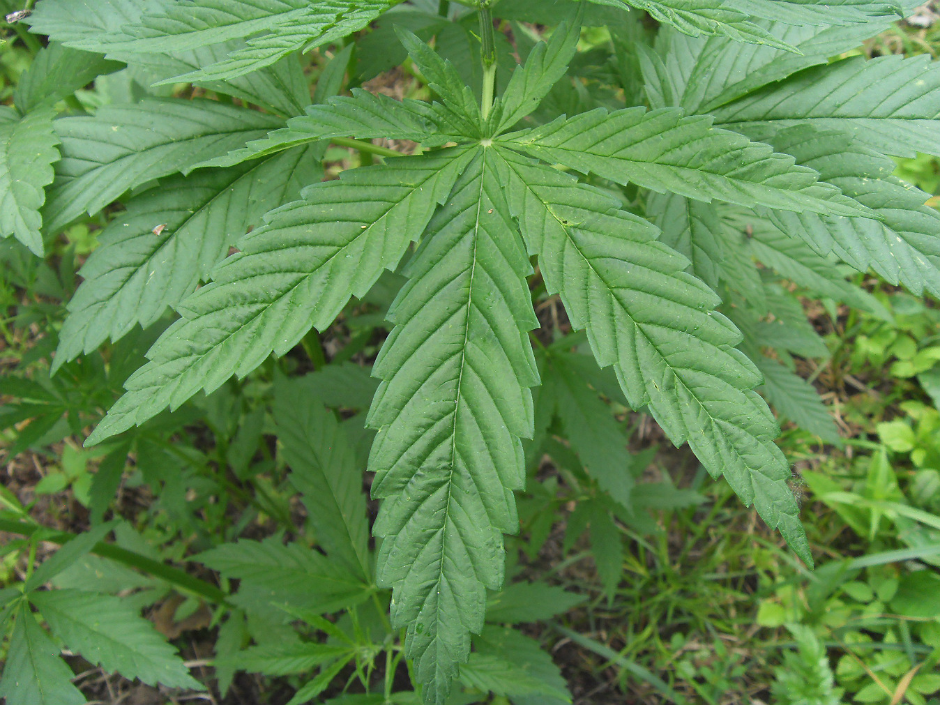 Image of Cannabis sativa specimen.