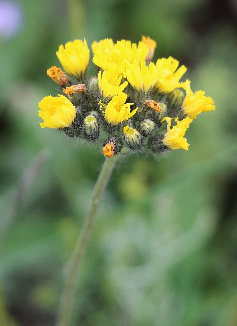 Изображение особи Pilosella cymosa.