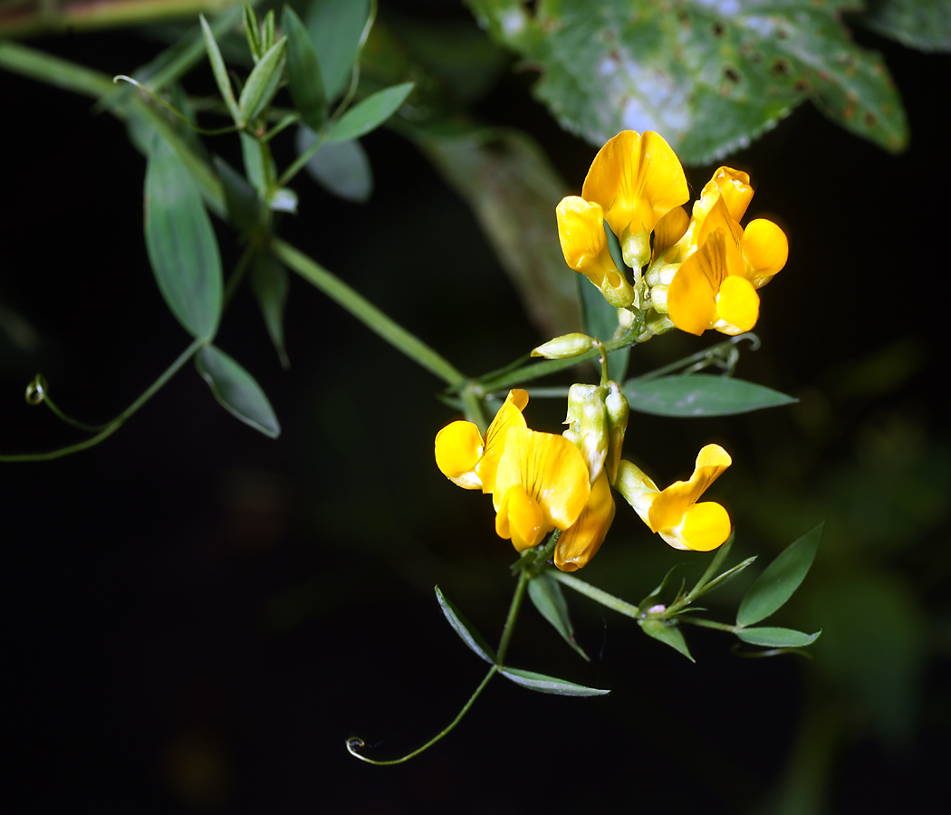 Изображение особи Lathyrus pratensis.