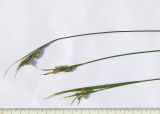 Carex pallescens