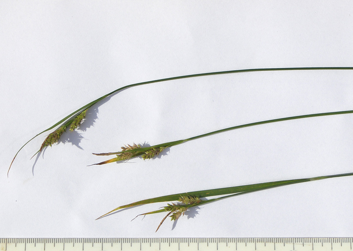 Image of Carex pallescens specimen.