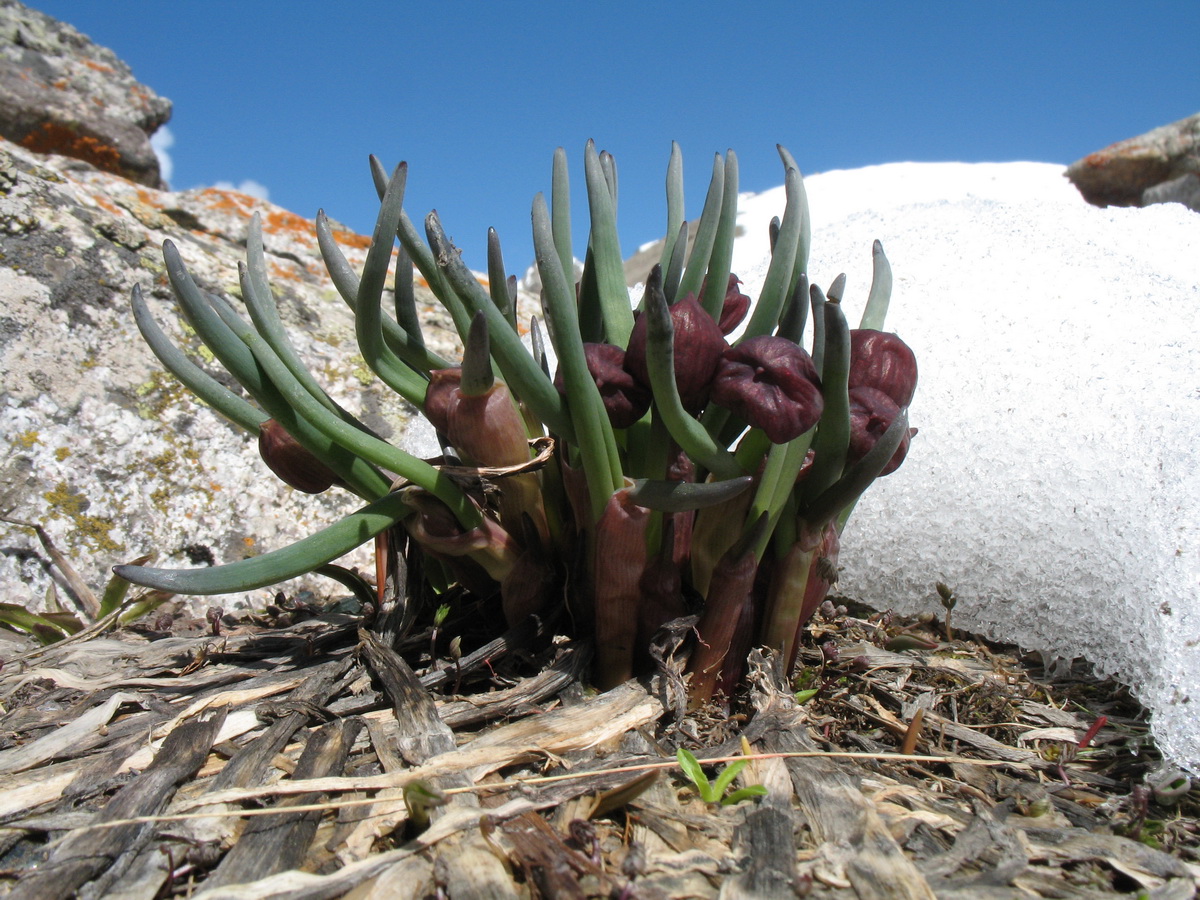 Image of Allium atrosanguineum specimen.