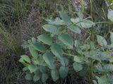 Glycyrrhiza krasnoborovii