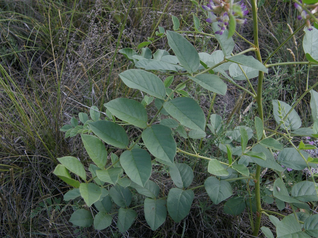 Image of Glycyrrhiza krasnoborovii specimen.